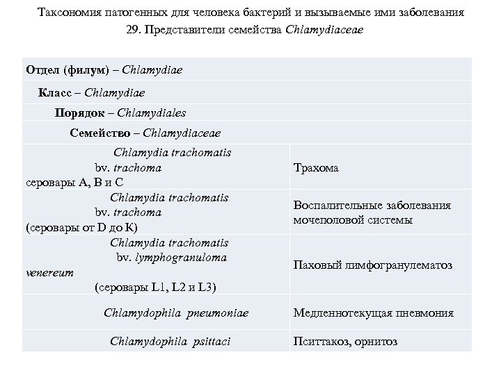 Таксономия патогенных для человека бактерий и вызываемые ими заболевания 29. Представители семейства Chlamydiaceae Отдел