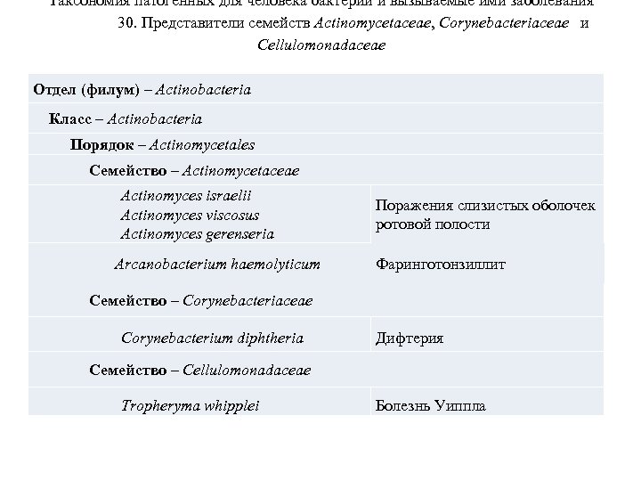 Таксономия патогенных для человека бактерий и вызываемые ими заболевания 30. Представители семейств Actinomycetaceae, Corynebacteriaceae