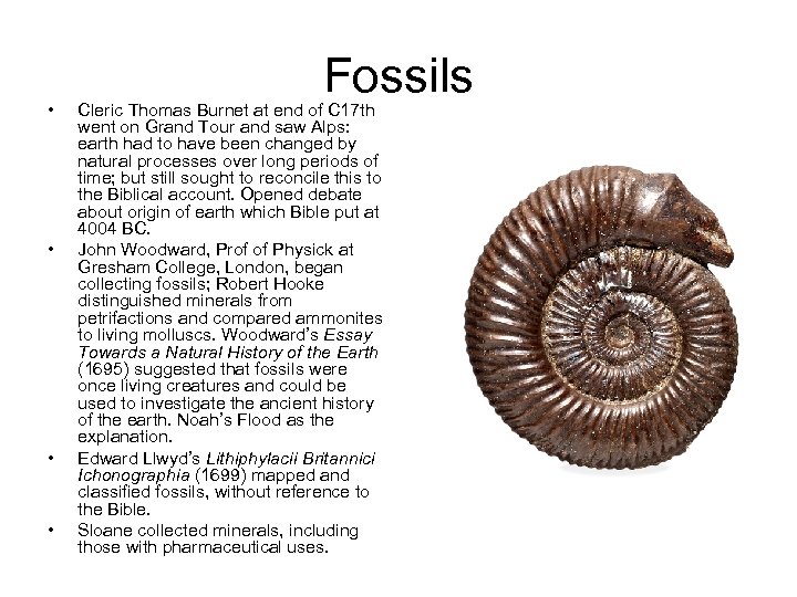  • • Fossils Cleric Thomas Burnet at end of C 17 th went