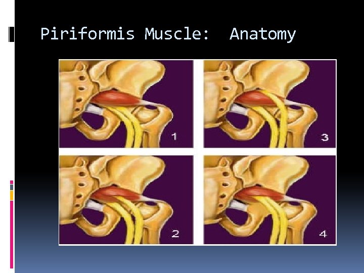 Piriformis Muscle: Anatomy 