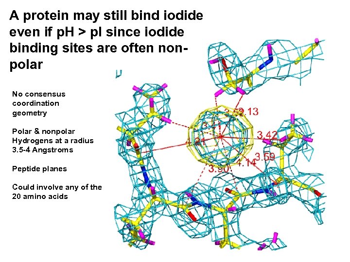 A protein may still bind iodide even if p. H > p. I since