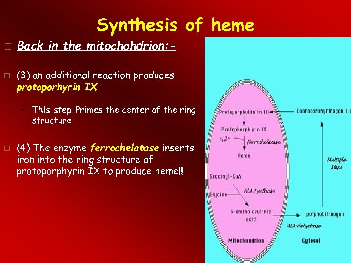 Synthesis of heme Back in the mitochohdrion: (3) an additional reaction produces protoporhyrin IX