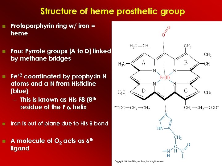 Structure of heme prosthetic group Protoporphyrin ring w/ iron = heme Four Pyrrole groups