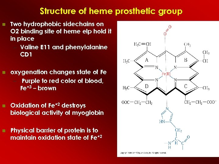 Structure of heme prosthetic group Two hydrophobic sidechains on O 2 binding site of