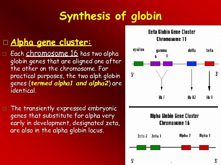 Synthesis of globin Alpha gene cluster: Each chromosome 16 has two alpha globin genes