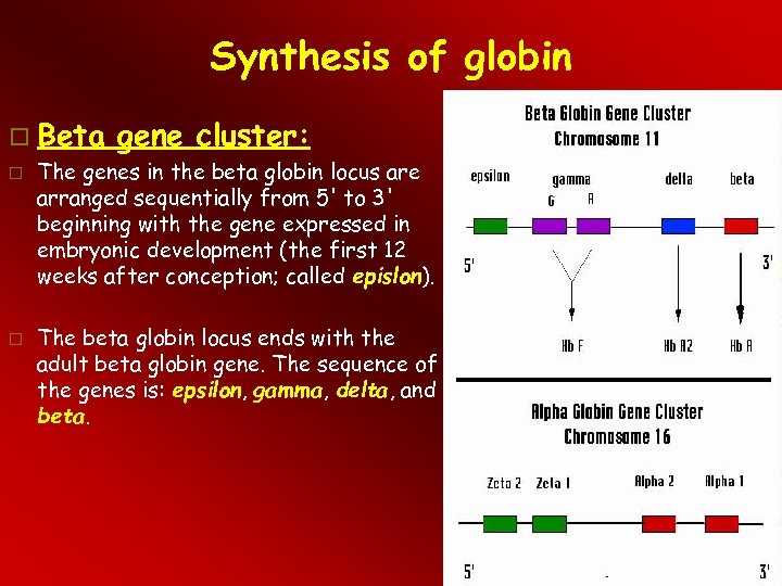 Synthesis of globin Beta gene cluster: The genes in the beta globin locus are