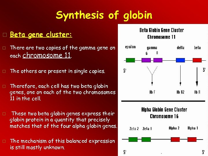 Synthesis of globin Beta gene cluster: There are two copies of the gamma gene