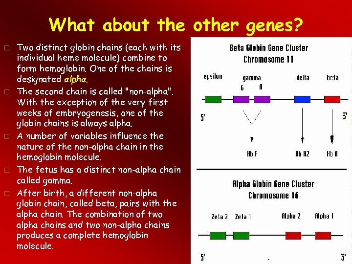 What about the other genes? Two distinct globin chains (each with its individual heme