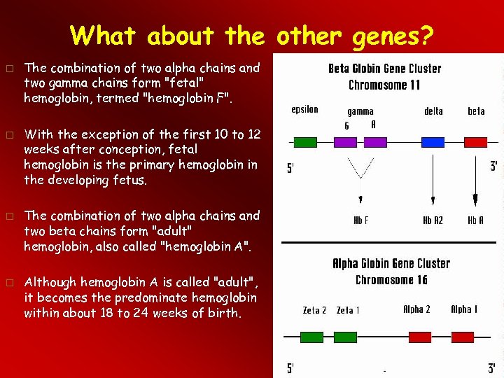 What about the other genes? The combination of two alpha chains and two gamma