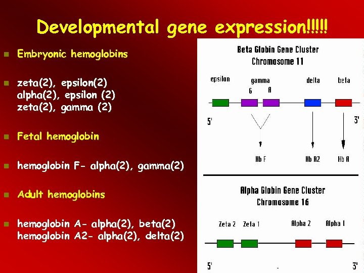 Developmental gene expression!!!!! Embryonic hemoglobins zeta(2), epsilon(2) alpha(2), epsilon (2) zeta(2), gamma (2) Fetal