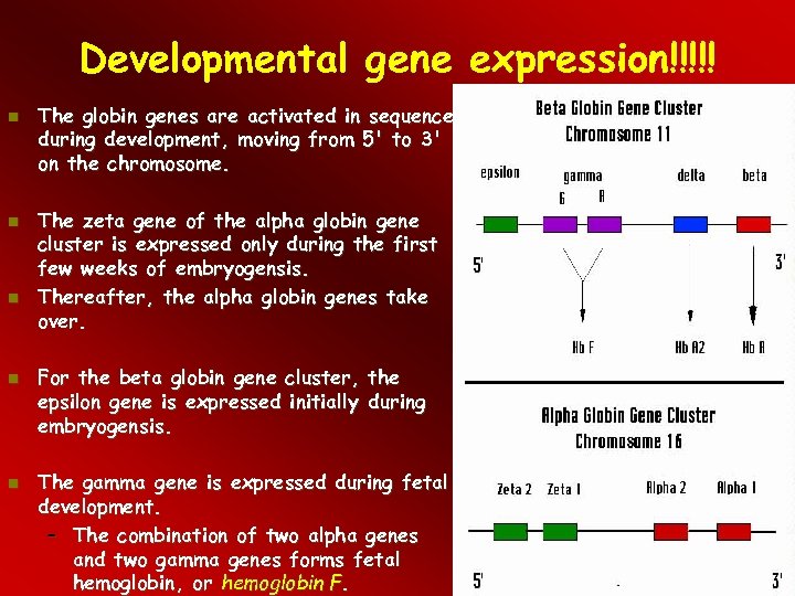 Developmental gene expression!!!!! The globin genes are activated in sequence during development, moving from