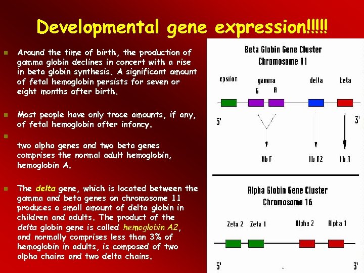 Developmental gene expression!!!!! Around the time of birth, the production of gamma globin declines