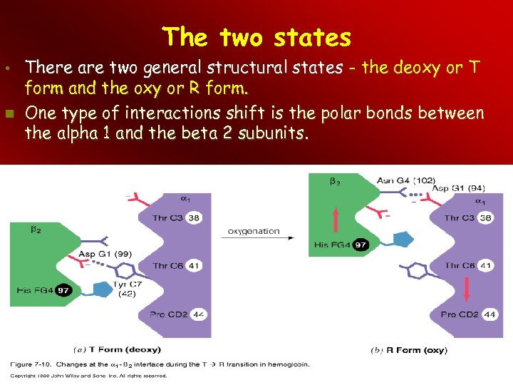 The two states • There are two general structural states - the deoxy or