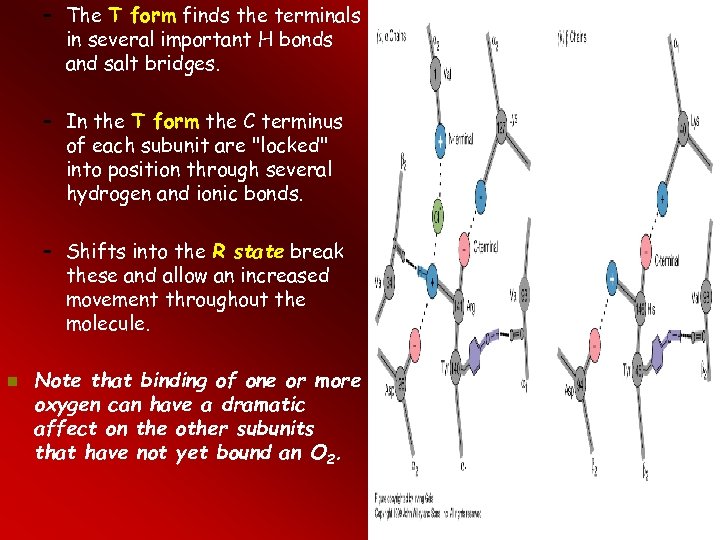 – The T form finds the terminals in several important H bonds and salt