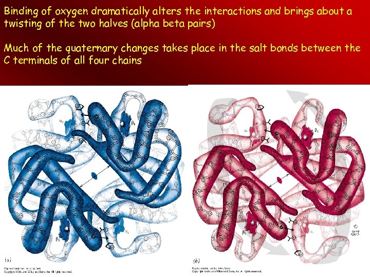 Binding of oxygen dramatically alters the interactions and brings about a twisting of the