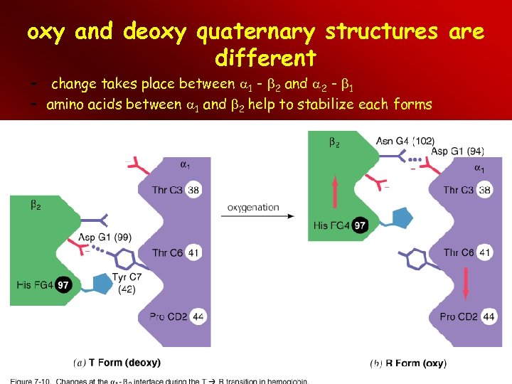 oxy and deoxy quaternary structures are different – change takes place between 1 -