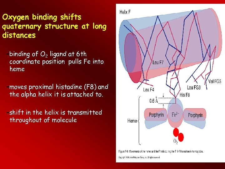 Oxygen binding shifts quaternary structure at long distances –binding of O 2 ligand at