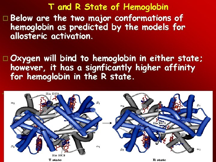 T and R State of Hemoglobin Below are the two major conformations of hemoglobin