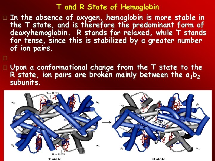  T and R State of Hemoglobin In the absence of oxygen, hemoglobin is