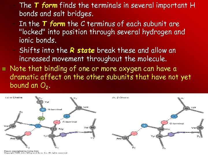  – The T form finds the terminals in several important H bonds and