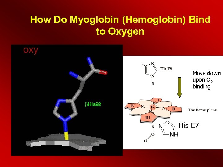 How Do Myoglobin (Hemoglobin) Bind to Oxygen Move down upon O 2 binding His