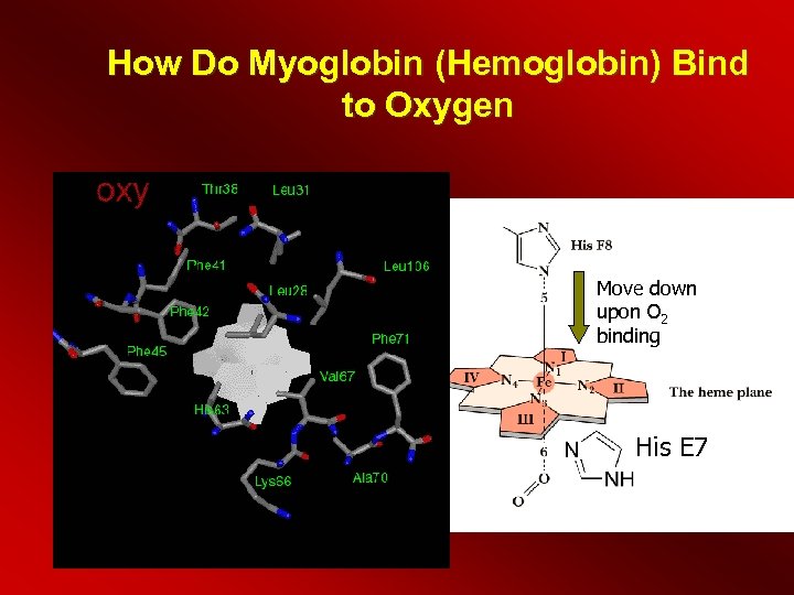 How Do Myoglobin (Hemoglobin) Bind to Oxygen Move down upon O 2 binding His