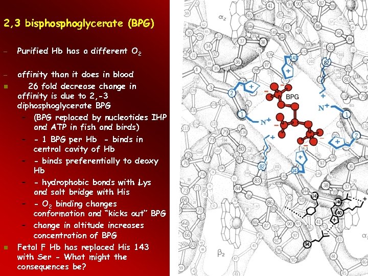 2, 3 bisphoglycerate (BPG) – – Purified Hb has a different O 2 affinity