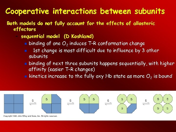 Cooperative interactions between subunits Both models do not fully account for the effects of