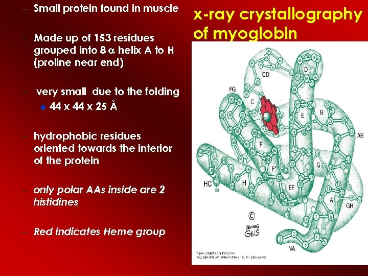 – Small protein found in muscle – Made up of 153 residues grouped into