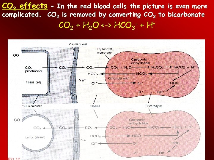 CO 2 effects - In the red blood cells the picture is even more