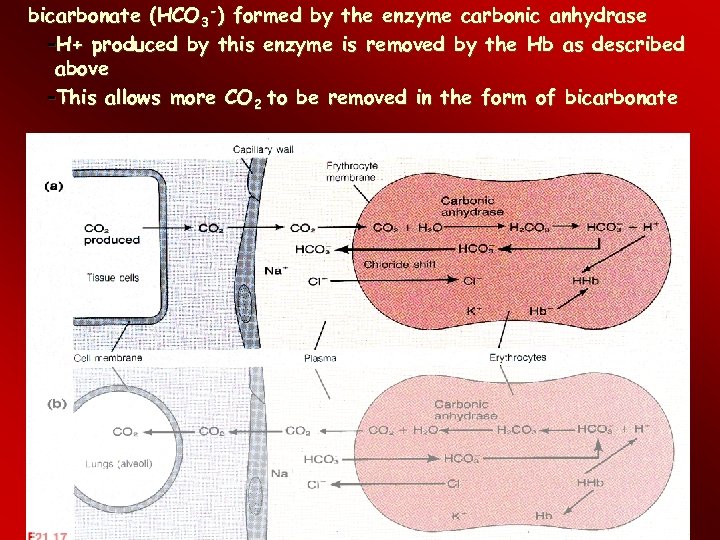 bicarbonate (HCO 3 -) formed by the enzyme carbonic anhydrase –H+ produced by this