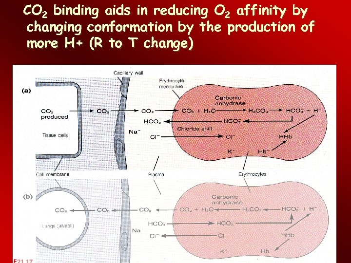 CO 2 binding aids in reducing O 2 affinity by changing conformation by the