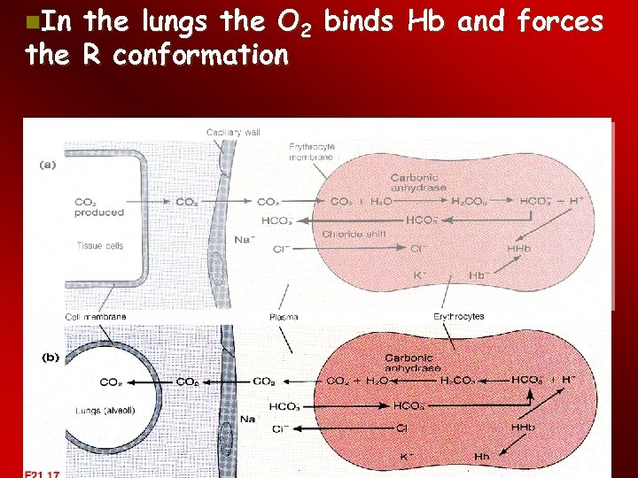  In the lungs the O 2 binds Hb and forces the R conformation