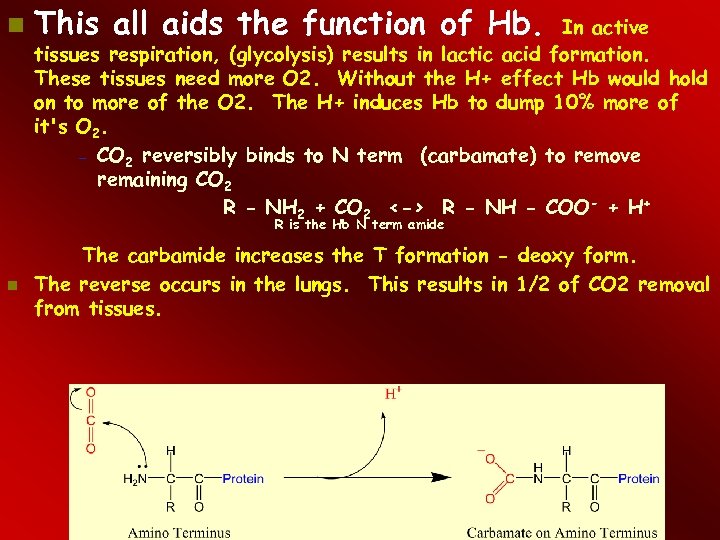  This all aids the function of Hb. In active tissues respiration, (glycolysis) results