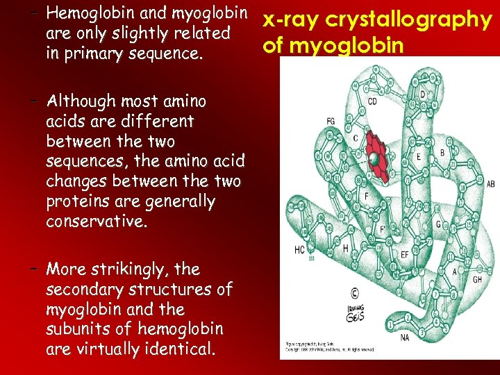 – Hemoglobin and myoglobin are only slightly related in primary sequence. – Although most