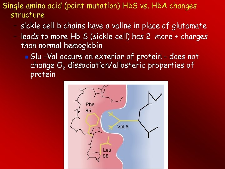 Single amino acid (point mutation) Hb. S vs. Hb. A changes structure – sickle