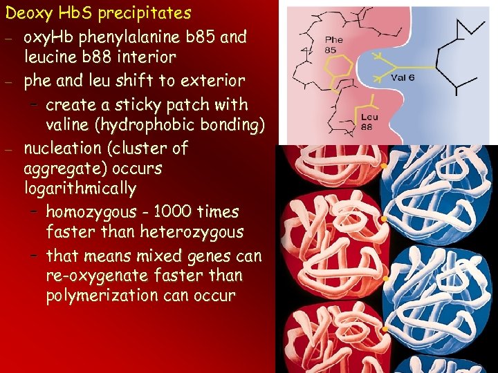 Deoxy Hb. S precipitates – oxy. Hb phenylalanine b 85 and leucine b 88