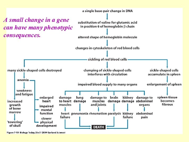 A small change in a gene can have many phenotypic Figure 7. 10 consequences.