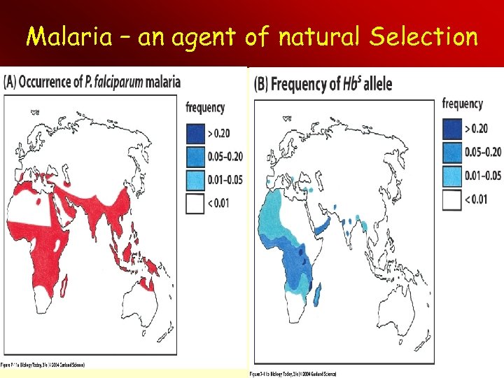 Malaria – an agent of natural Selection 