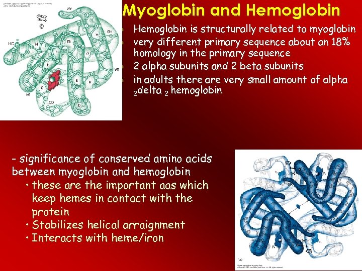 Myoglobin and Hemoglobin · · Hemoglobin is structurally related to myoglobin very different primary