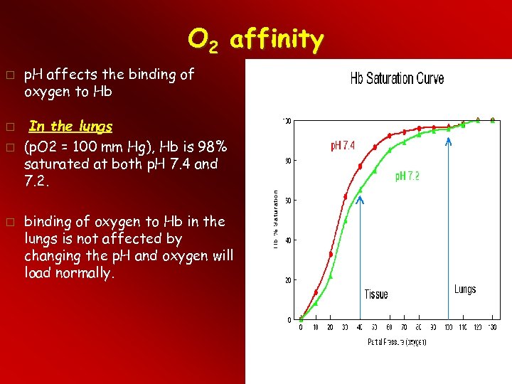 O 2 affinity p. H affects the binding of oxygen to Hb In the