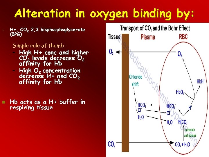 Alteration in oxygen binding by: - H+, CO 2 2, 3 bisphoglycerate (BPG) Simple