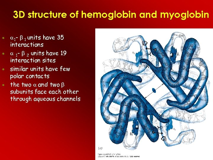 3 D structure of hemoglobin and myoglobin · · 1 - 1 units have