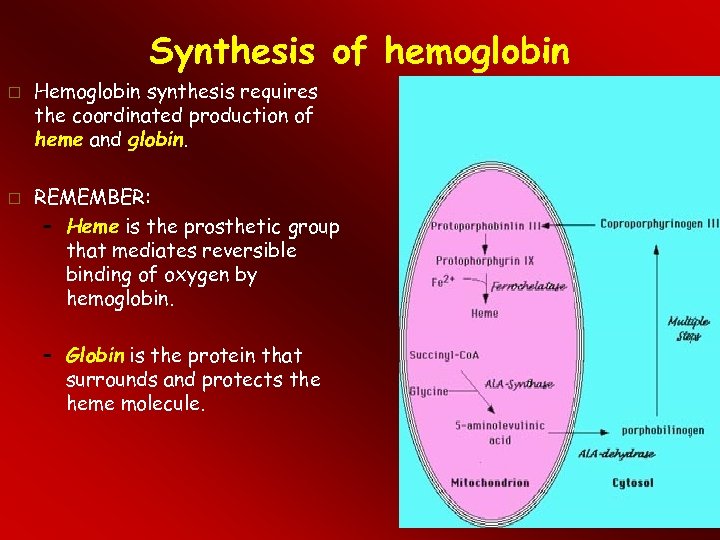 this is critical for hemoglobin synthesis