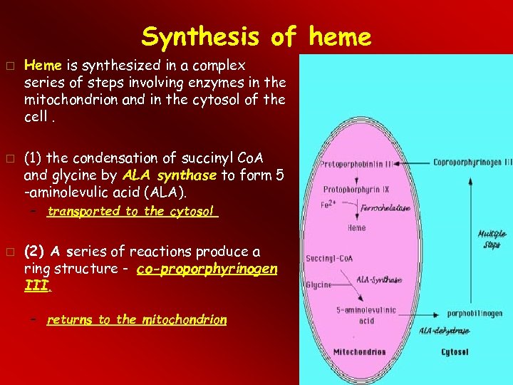 Synthesis of heme Heme is synthesized in a complex series of steps involving enzymes