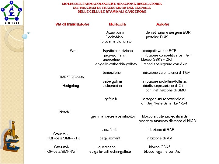 MOLECOLE FARMACOLOGICHE AD AZIONE REGOLATORIA SUI PROCESSI DI TRASDUZIONE DEL SEGNALE DELLE CELLULE STAMINALI