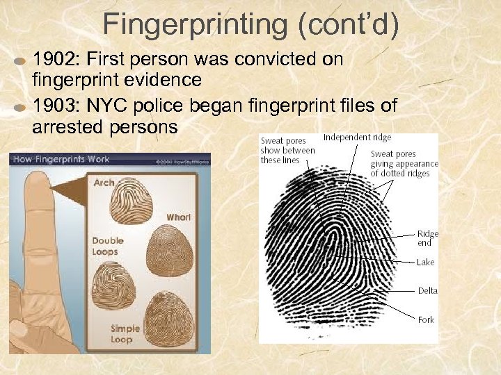 Fingerprinting (cont’d) 1902: First person was convicted on fingerprint evidence 1903: NYC police began
