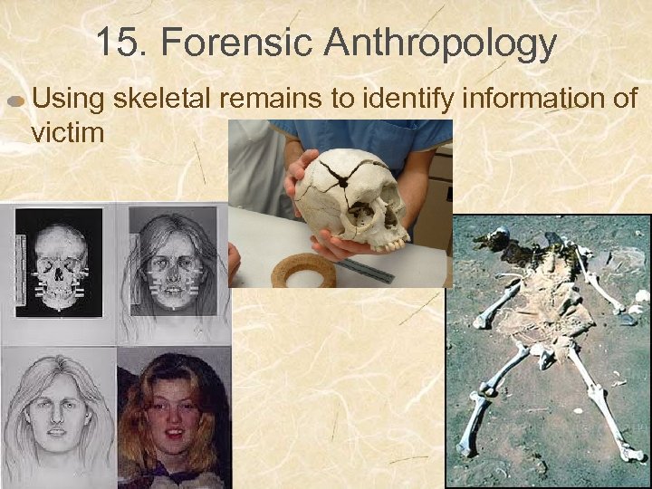 15. Forensic Anthropology Using skeletal remains to identify information of victim 