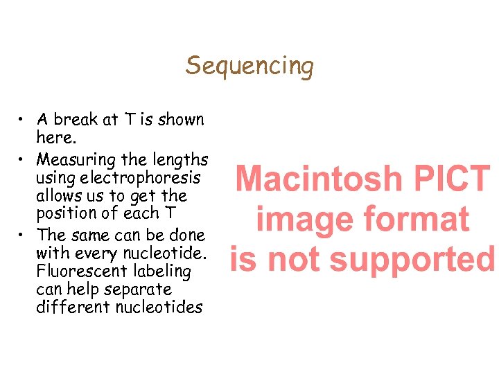 Sequencing • A break at T is shown here. • Measuring the lengths using