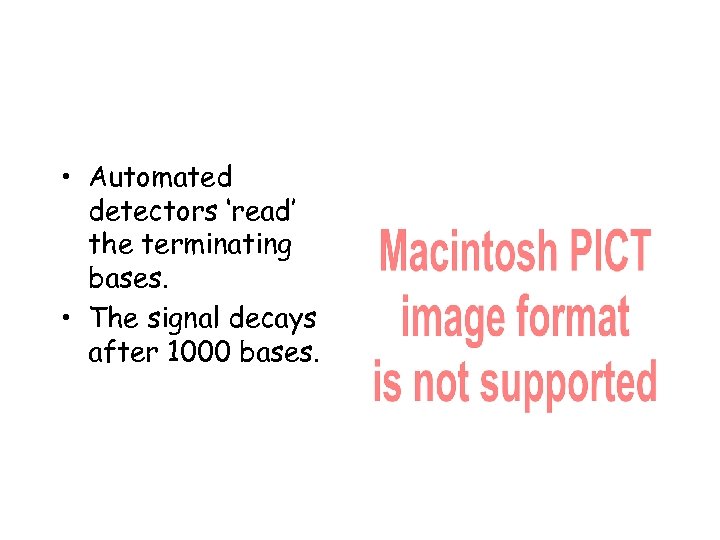  • Automated detectors ‘read’ the terminating bases. • The signal decays after 1000